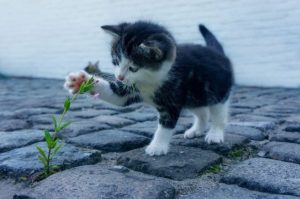 森田舜が卒業した筑駒の偏差値が凄い!大学での成績!猫ひろしに似てる?