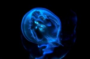 猪又直子医師のwikiプロフや経歴!横浜市立大学皮膚科で納豆を研究した内容!
