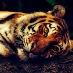 芝野虎丸の経歴や年収!名人戦での成績も調査!家族について!