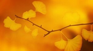 淡島千景の若い頃から晩年までの評判！扇千景との関係！家族について！