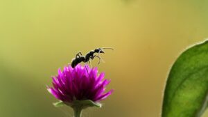 家藤正人の俳句がすごい!作品を鑑賞する方法や家族についても調査!