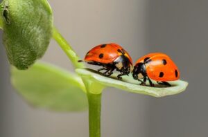 篠原かをりの高校生クイズの成績!面白い昆虫食は小学校から食べてた?